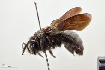 Media type: image;   Entomology 810644 Aspect: habitus lateral view
